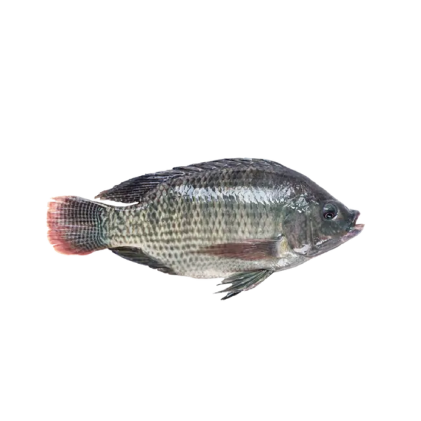 TILAPIA FISH 1PC